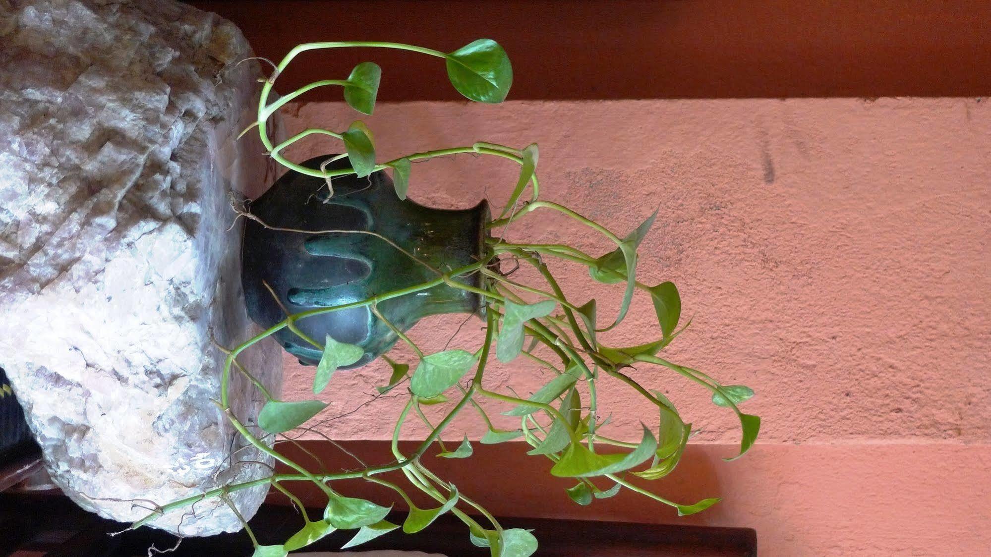 האנוי Hotel Garden Queen מראה חיצוני תמונה